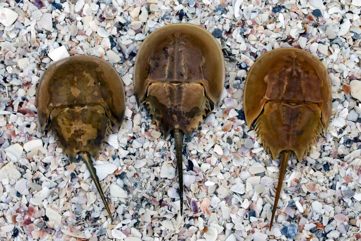 Horseshoe crabs
