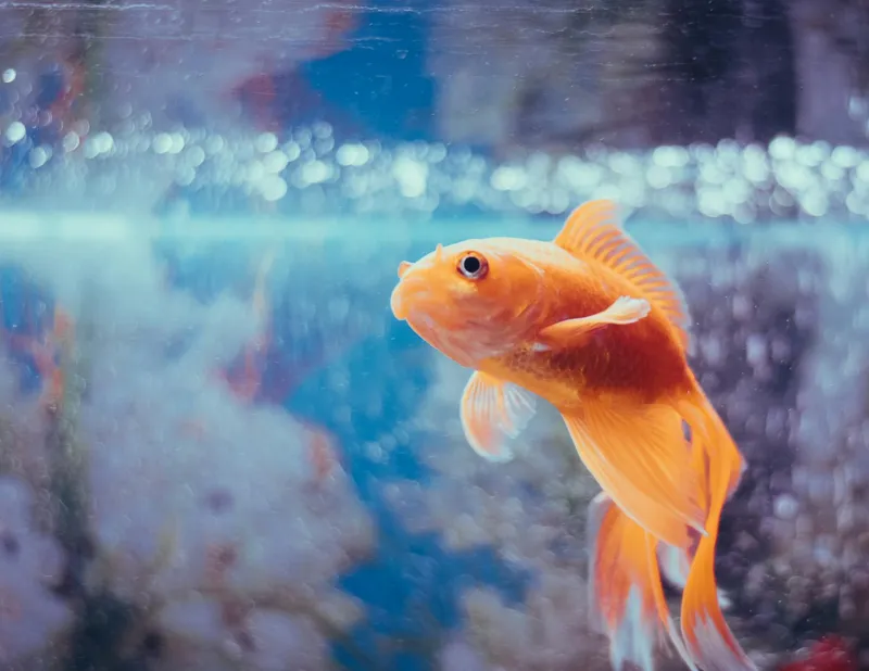 That Three-Second Goldfish Memory Fact You Know? It's Complete Nonsense